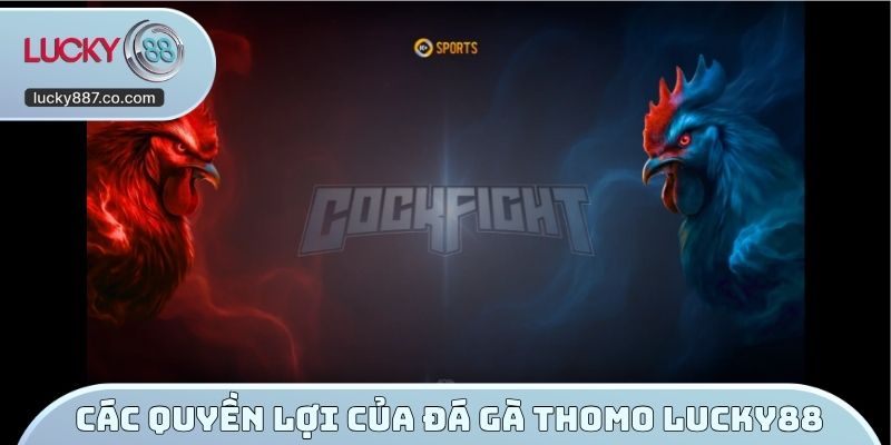 Các quyền lợi của đá gà Thomo Lucky88