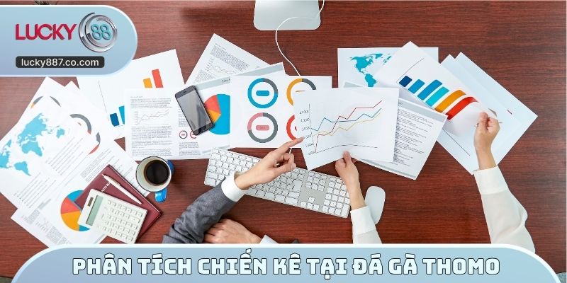 Phân tích chiến kê tại đá gà Thomo Lucky88